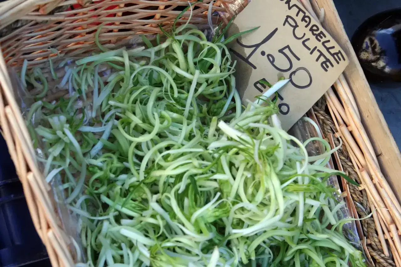 Cesto di puntarelle alla romana pronte per essere gustate. Freschezza e sapore in ogni filo.